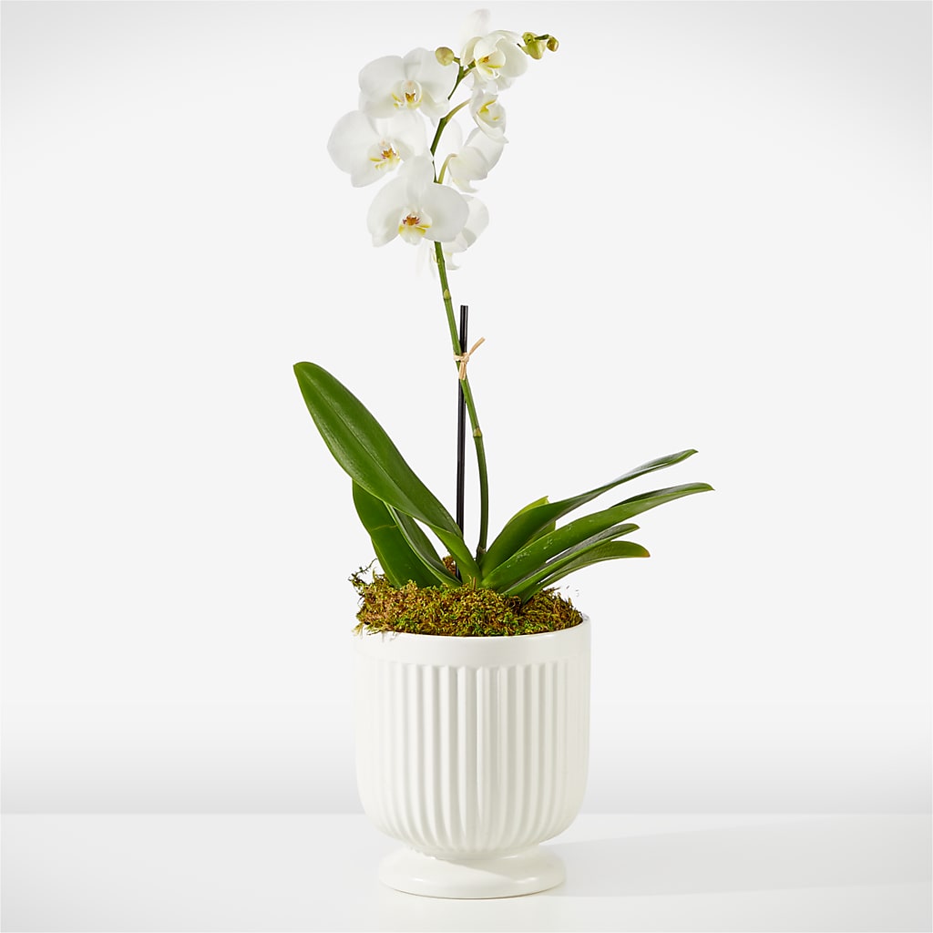 Whispering White Orchid – House Of Blooms, Homer Glen IL