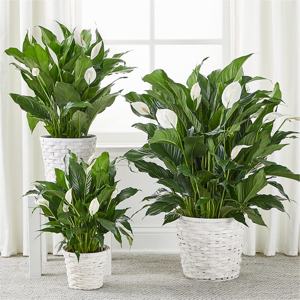 A New Leaf Peace Lily – House Of Blooms, Homer Glen IL