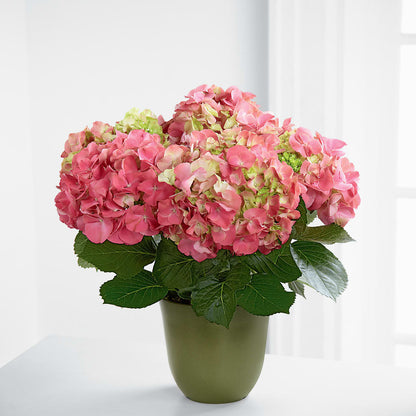 Pink Hydrangea Planter –  House Of Blooms, Homer Glen IL