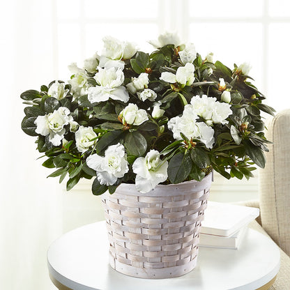 White Azalea Plant –  House Of Blooms, Homer Glen IL